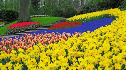TULIPS AND TRAINS – Friday 10th May to Tuesday 14th May 2024